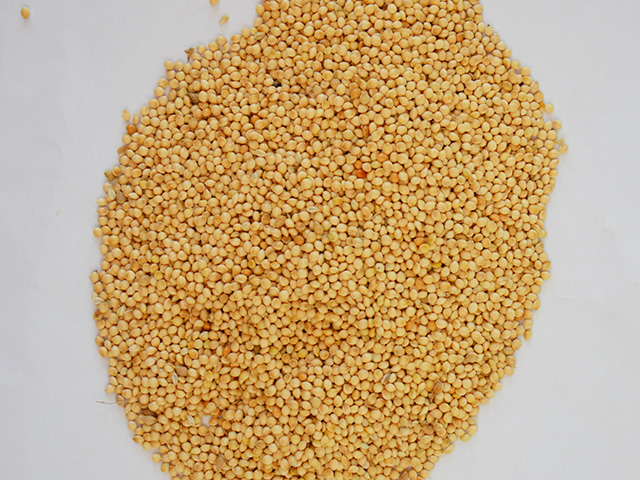 Yellow And White Millet