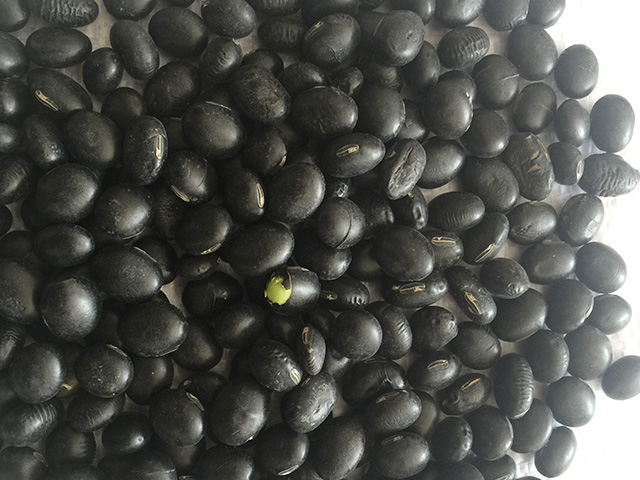 Green Kernel Black Soybean